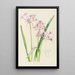Tulbaghia Violacea - Illtyd Buller Pole-Evans — framed artwork on a wall