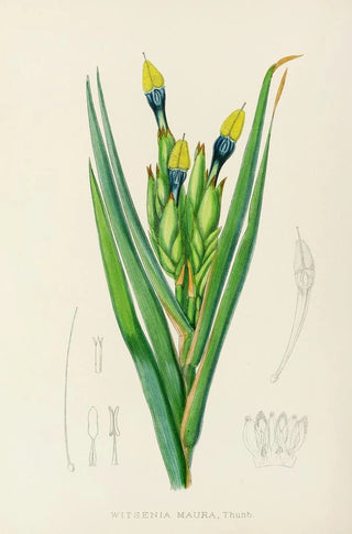 Illtyd Buller PoleEvans - Witsenia Maura.webp