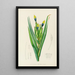 Witsenia Maura - Illtyd Buller Pole-Evans — framed artwork on a wall