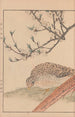 Keinen kach gafu Pl079 - Imao Keinen — artwork view