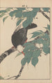 Keinen kach gafu Pl088 - Imao Keinen — artwork view