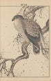 Keinen kach gafu Pl140 - Imao Keinen — artwork view