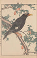 Keinen kach gafu Pl141 - Imao Keinen — artwork view