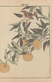Keinen kach gafu Pl144 - Imao Keinen — artwork view