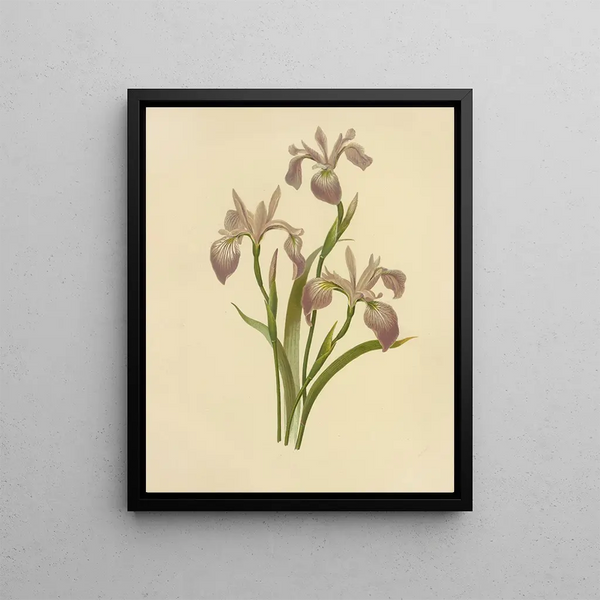 Fleur de Luce Grand Drapeau Bleu - Isaac Sprague — framed artwork on a wall