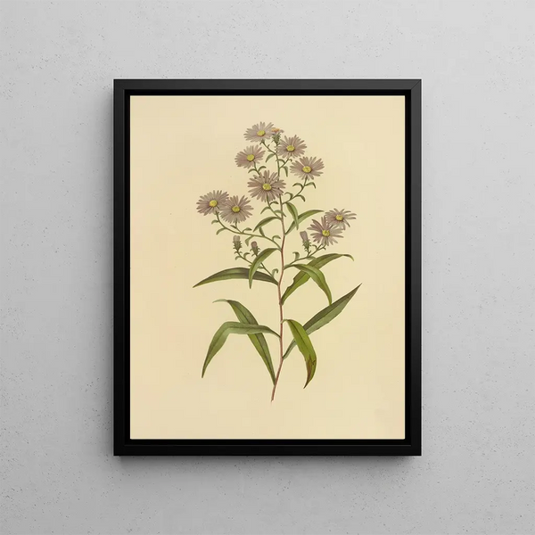 Aster with Long Leaves - Isaac Sprague — framed artwork on a wall