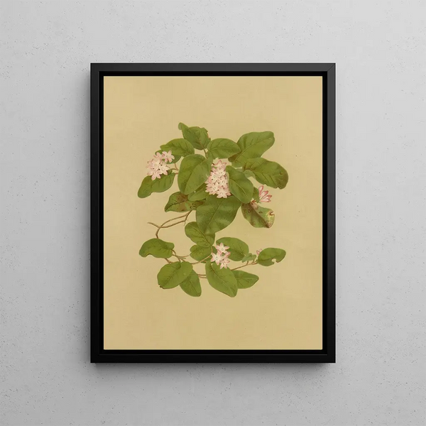 Arbousier rampant Mayflower - Isaac Sprague — framed artwork on a wall