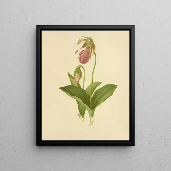 Moccasin Flower Slipper for Women - Isaac Sprague — framed artwork on a wall