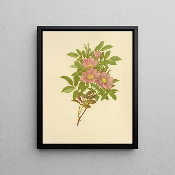 Rose des marais - Isaac Sprague — framed artwork on a wall
