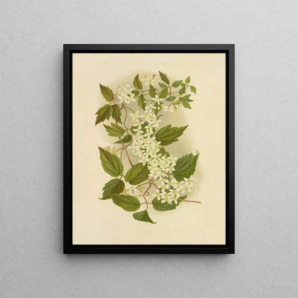 Wild Clematis Painting - Isaac Sprague — framed artwork on a wall