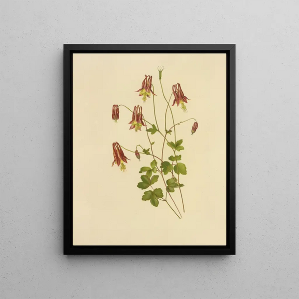 Wild Columbine Painting - Isaac Sprague — framed artwork on a wall