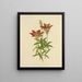 Orange sauvage Lys rouge - Isaac Sprague — framed artwork on a wall