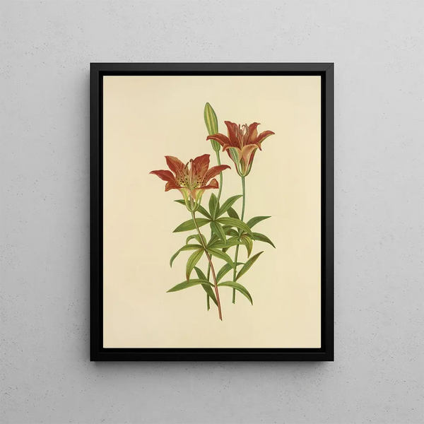 Orange sauvage Lys rouge - Isaac Sprague — framed artwork on a wall