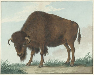 Bison - Isaac van Haastert — artwork view