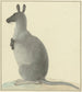 Kangaroo Painting - Isaac van Haastert — artwork view