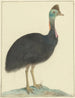 Casoar - Isaac van Haastert — artwork view