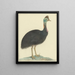 Casoar - Isaac van Haastert — framed artwork on a wall
