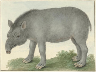 Tapir - Isaac van Haastert — artwork view