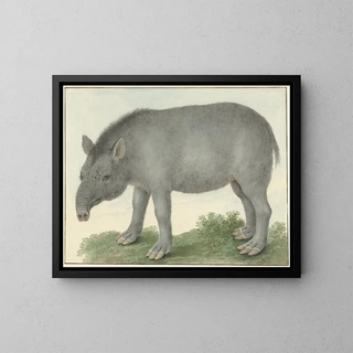 Tapir - Isaac van Haastert — framed artwork on a wall
