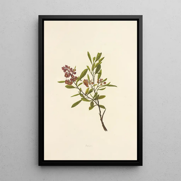 Aalii - Isabella McHutcheson Sinclair — framed artwork on a wall