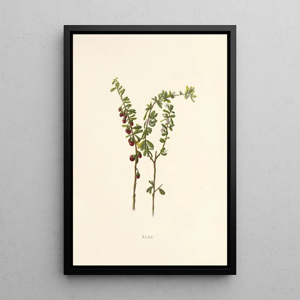Aeae - Isabella McHutcheson Sinclair — framed artwork on a wall