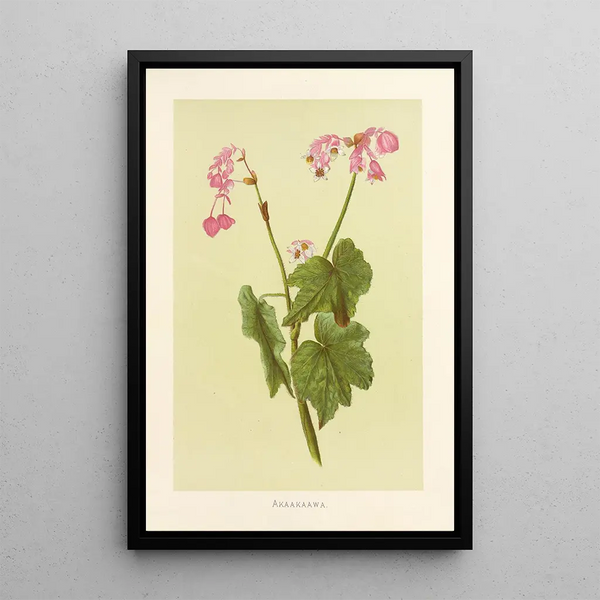 Akaakaawa - Isabella McHutcheson Sinclair — framed artwork on a wall