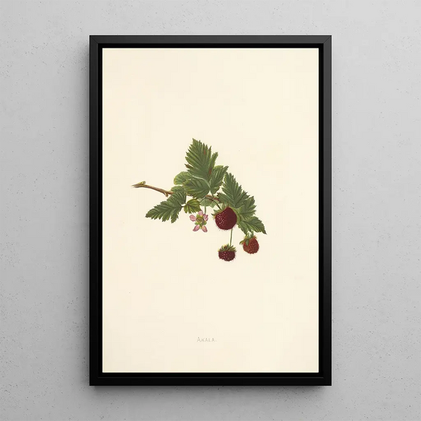 Akala - Isabella McHutcheson Sinclair — framed artwork on a wall