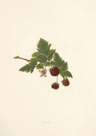 Isabella McHutcheson Sinclair - Akala.webp