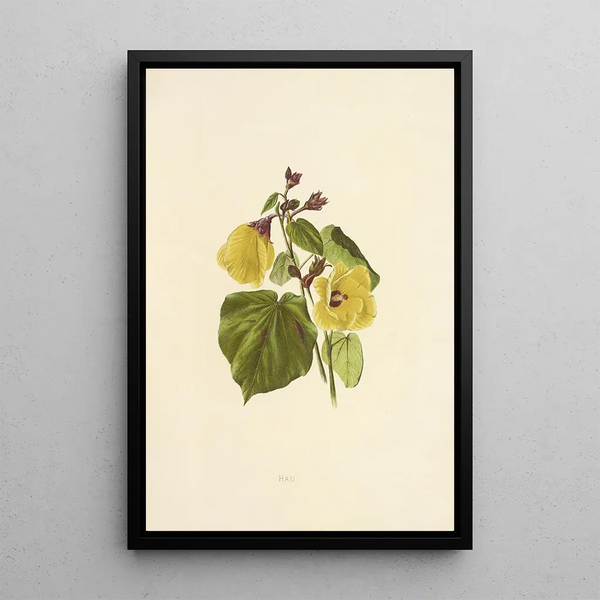 Hau - Isabella McHutcheson Sinclair — framed artwork on a wall