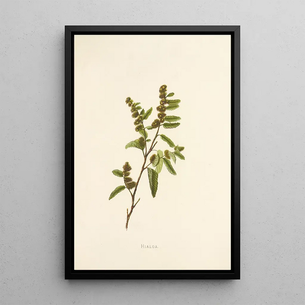 Hialoa - Isabella McHutcheson Sinclair — framed artwork on a wall