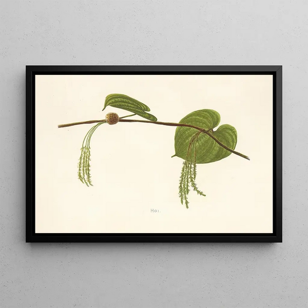 Hoi - Isabella McHutcheson Sinclair — framed artwork on a wall