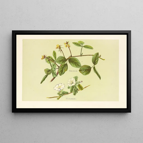 Hunakai - Isabella McHutcheson Sinclair — framed artwork on a wall
