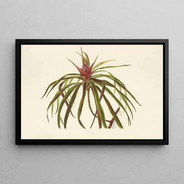 Ieie - Isabella McHutcheson Sinclair — framed artwork on a wall