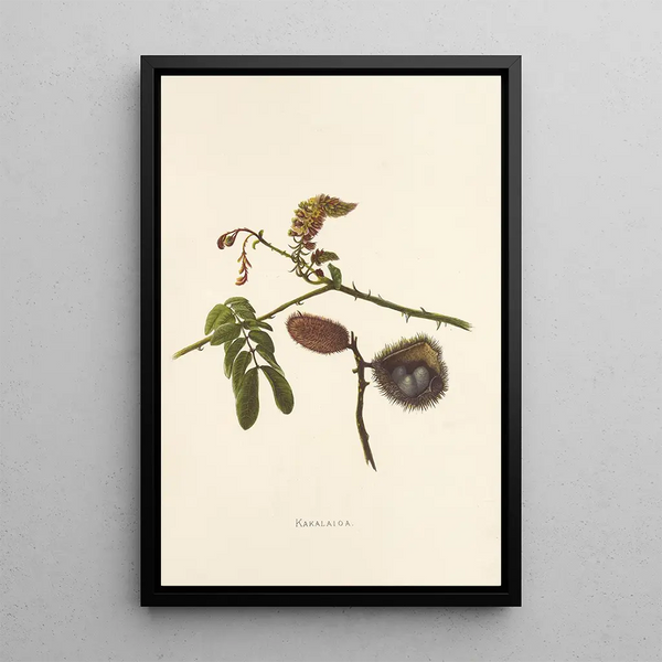 Kakalaioa - Isabella McHutcheson Sinclair — framed artwork on a wall