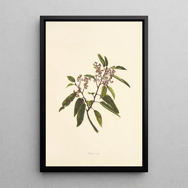 Kauila - Isabella McHutcheson Sinclair — framed artwork on a wall