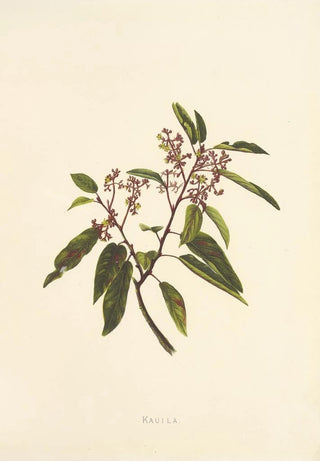 Isabella McHutcheson Sinclair - Kauila.webp