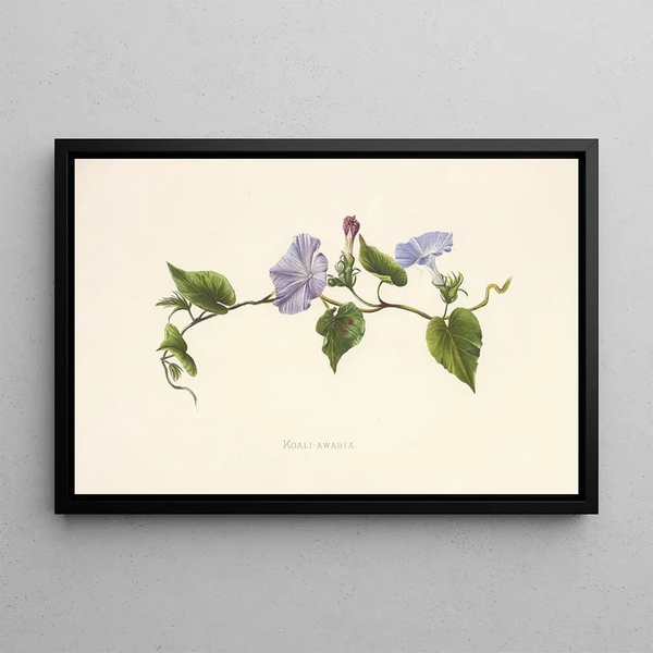 KoaliAwahia - Isabella McHutcheson Sinclair — framed artwork on a wall