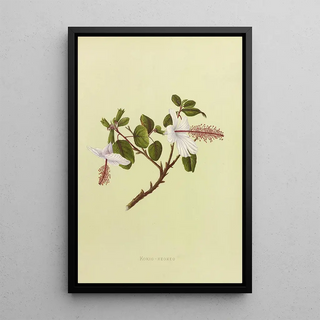 Isabella McHutcheson Sinclair - KokioKeokeo.webp