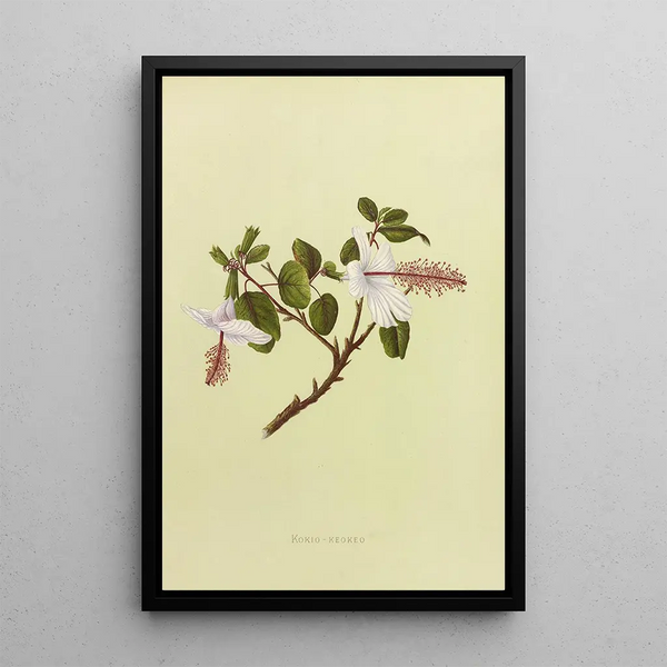 KokioKeokeo Painting - Isabella McHutcheson Sinclair — framed artwork on a wall