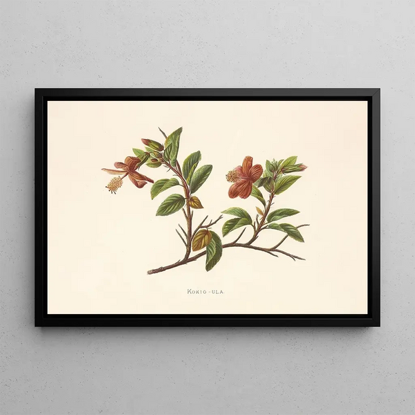 Kokio Ula - Isabella McHutcheson Sinclair — framed artwork on a wall