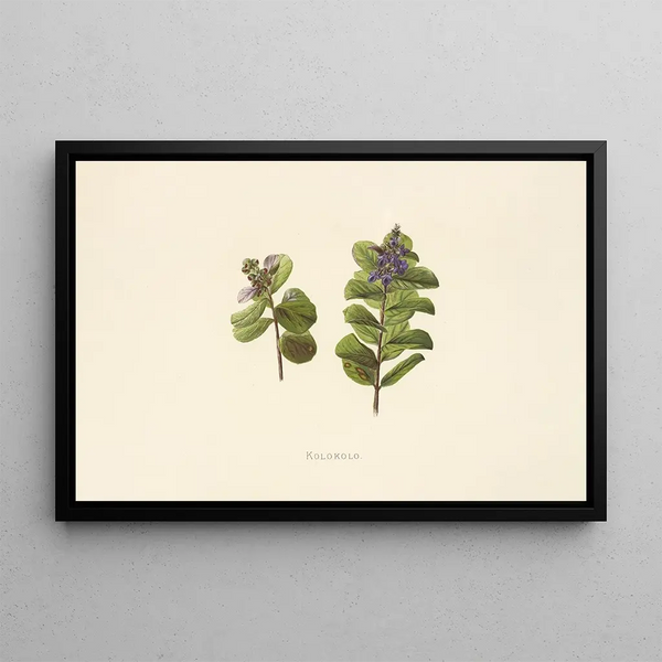 Kolokolo - Isabella McHutcheson Sinclair — framed artwork on a wall