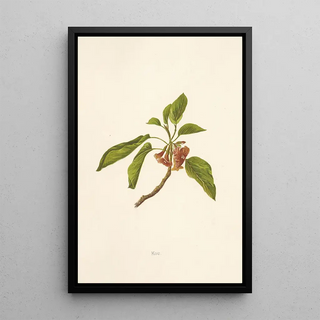 Isabella McHutcheson Sinclair - Kou.webp