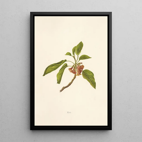 Kou - Isabella McHutcheson Sinclair — framed artwork on a wall