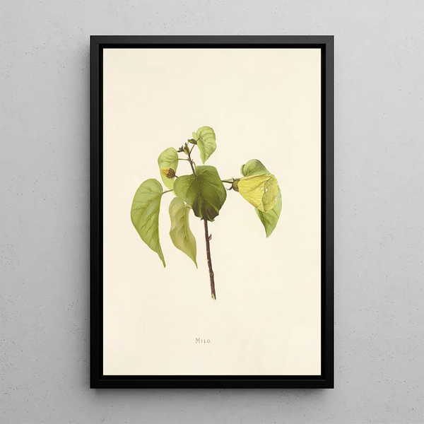 Milo - Isabella McHutcheson Sinclair — framed artwork on a wall