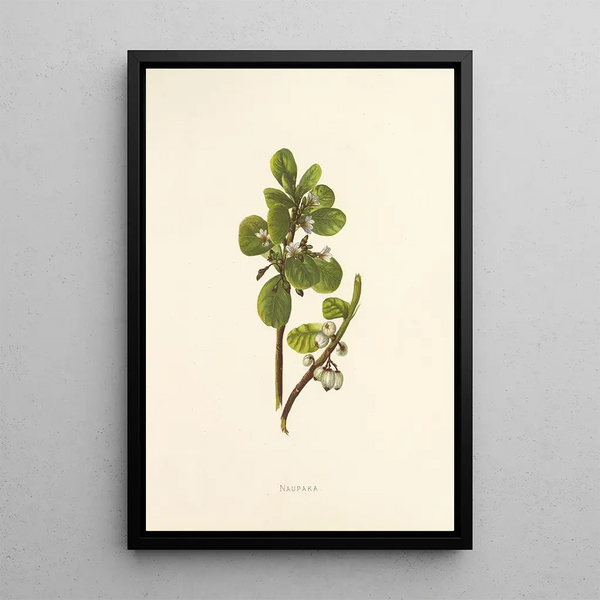 Naupaka - Isabella McHutcheson Sinclair — framed artwork on a wall
