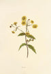 Nehe - Isabella McHutcheson Sinclair — artwork view