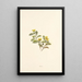 Nohu - Isabella McHutcheson Sinclair — framed artwork on a wall