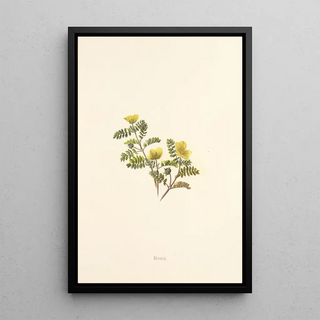 Isabella McHutcheson Sinclair - Nohu.webp