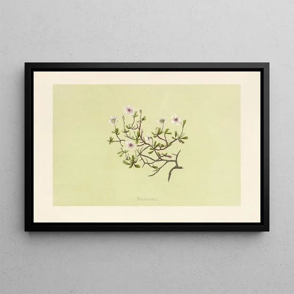 Nohuanu - Isabella McHutcheson Sinclair — framed artwork on a wall