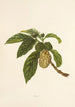 Noni - Isabella McHutcheson Sinclair — artwork view
